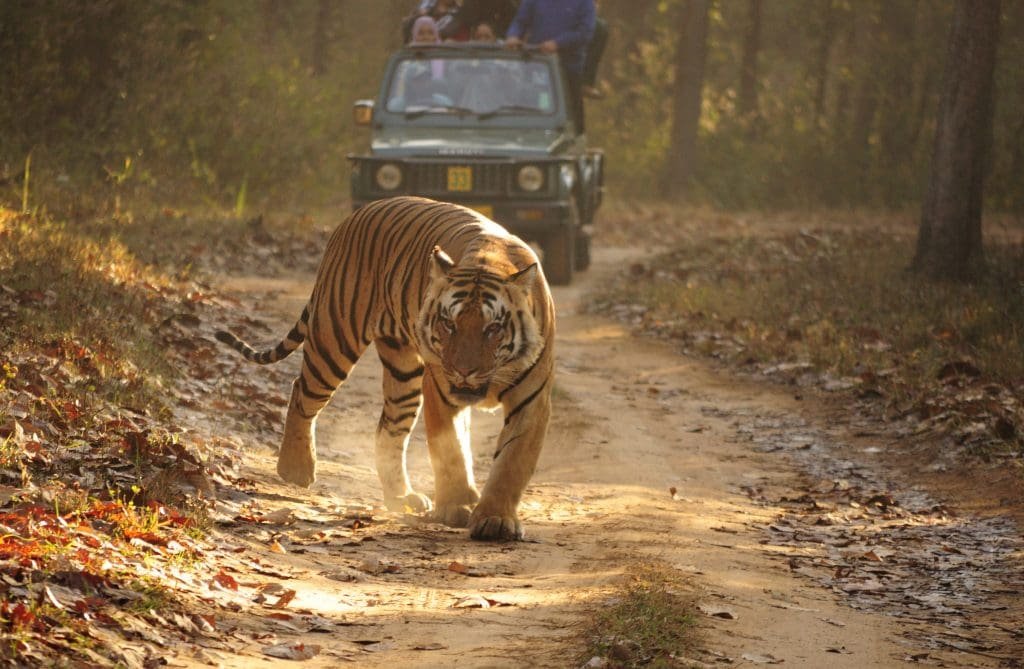 Kanha Tiger & Marble Rocks Family Bundle
